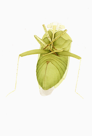 Illustration for article titled The Mutant Art of Radioactive Insects